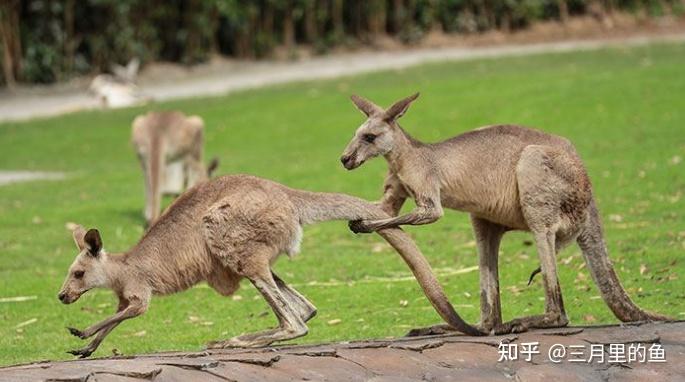春秋动物有特出，三四八取其尾数打一准确生肖，全面释义、精准解答解释落实